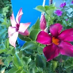 호텔 Rosmari