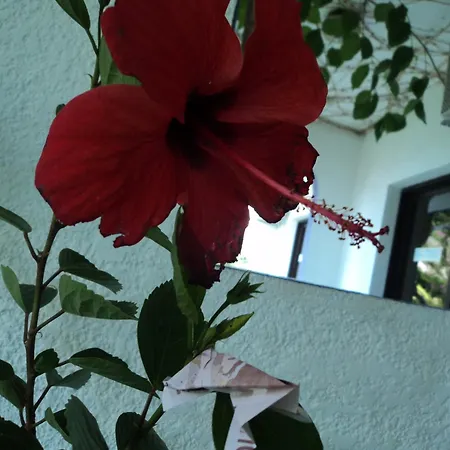 Rosmari Archangelos (Rhodes)