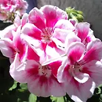 Rosmari 호텔