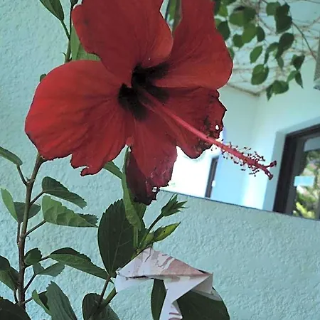 Rosmari Hotel Archangelos (Rhodes)