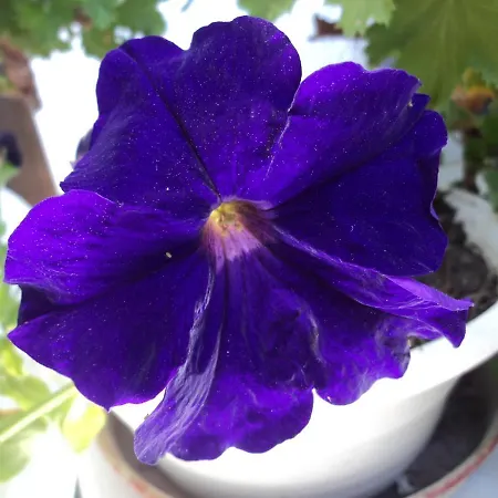 Rosmari 2* Archangelos (Rhodes)