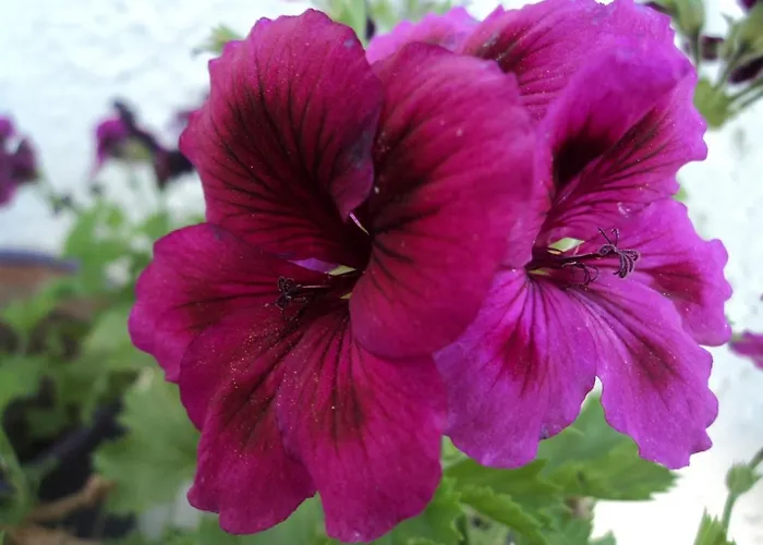 Rosmari 2* ארכאנגלוס