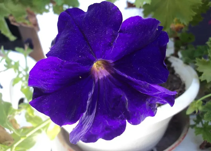 Rosmari 2* ארכאנגלוס