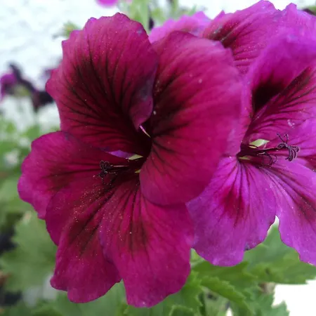 Rosmari 2* Archangelos (Rhodes)