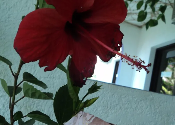 Rosmari أرخانجلوس